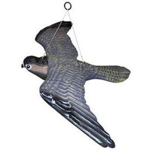 Skræmmer Flyvende Rovfugl 54 cm