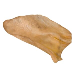 Kvæg øre