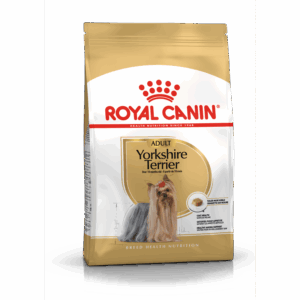 Yorkshire Terrier Adult