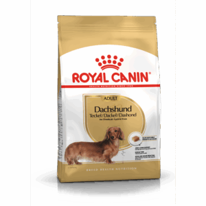 Dachshund Adult