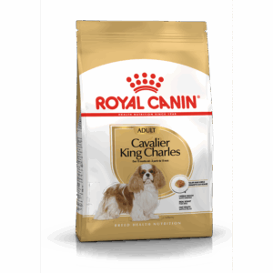Cavalier King Charles Adult