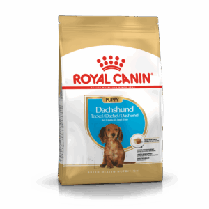 Dachshund Puppy 1,5 kg