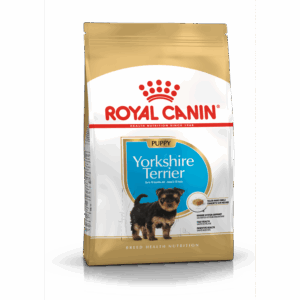 Yorkshire Terrier Puppy 1,5 kg