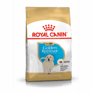 Golden Retriever Puppy 12 kg