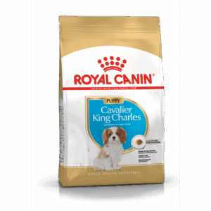 Cavalier King Charles Puppy 1,5 kg